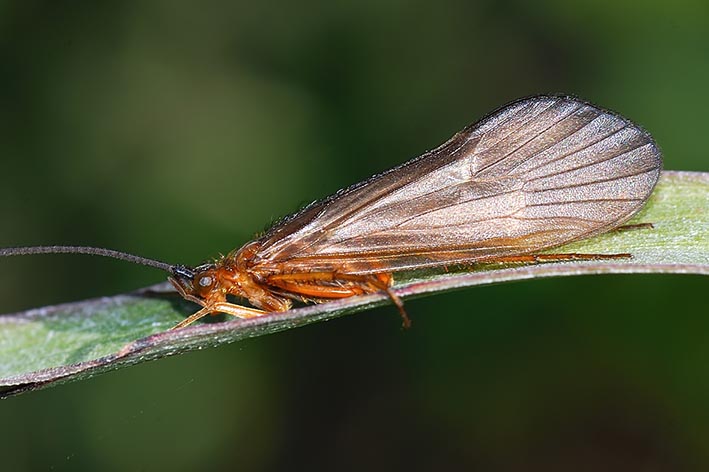 Limnephilidae